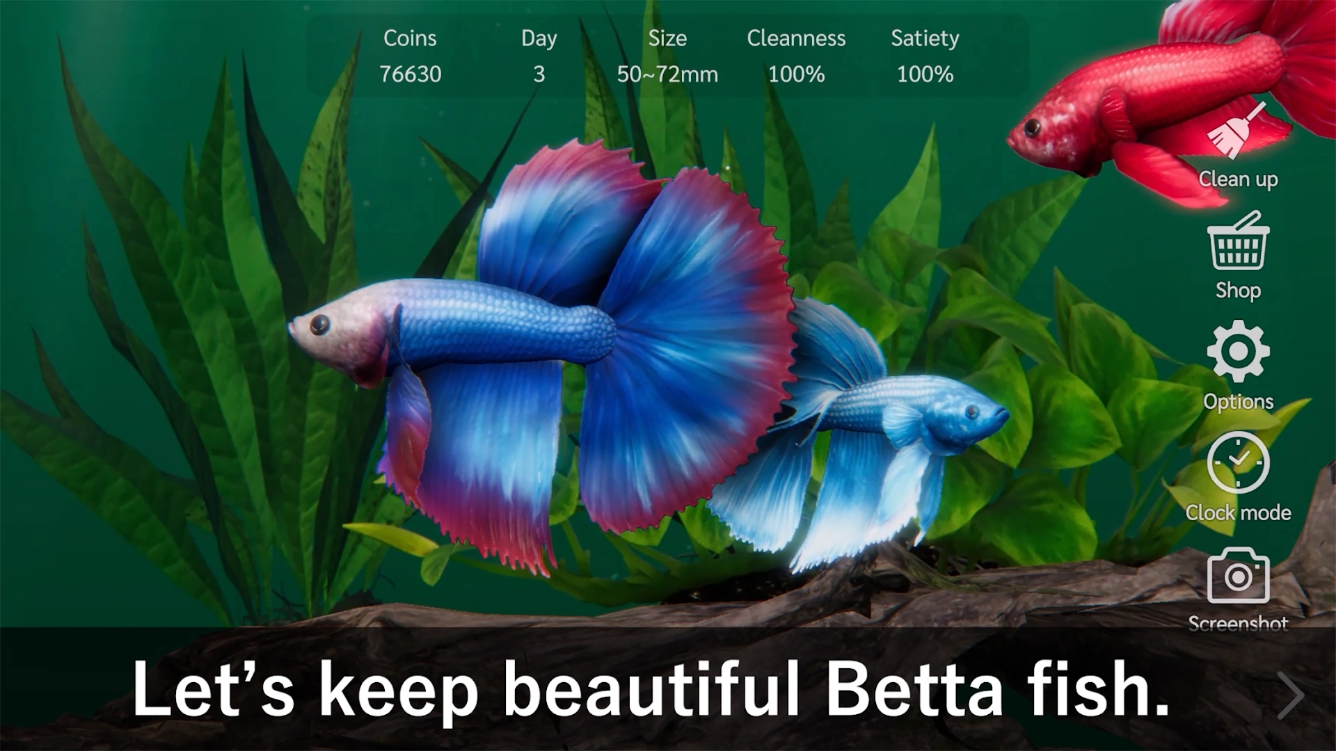 Bettarium - Betta Fish Tank